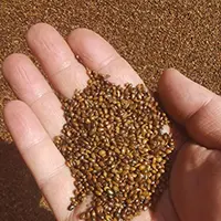 Sea buckthorn oil