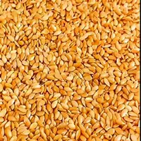 Linseed
