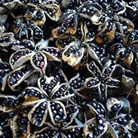 Peony seeds