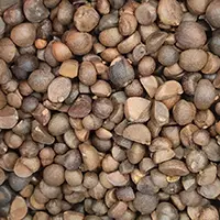 Tea seed