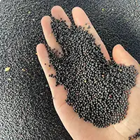 Rapeseed