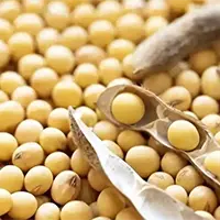 Soybean